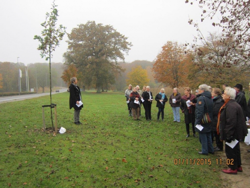 Plantning af Kvinde-eg